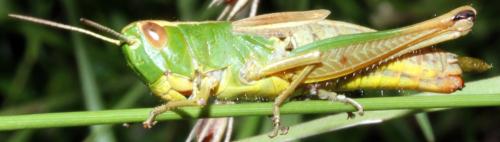 Réf. 326 946 : Pseudochorthippus parallelus parallelus